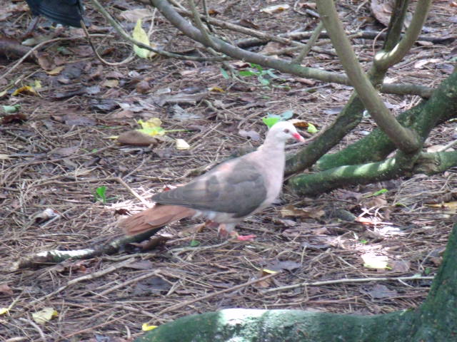 Pink Pigeon
