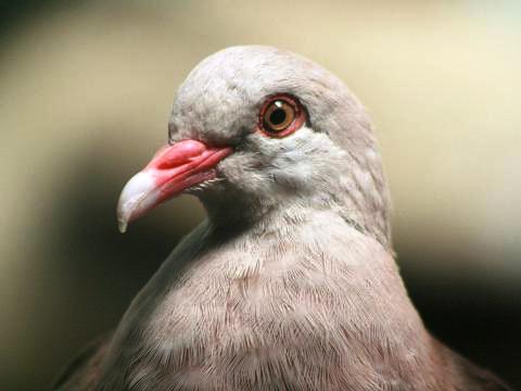 Pink Pigeon