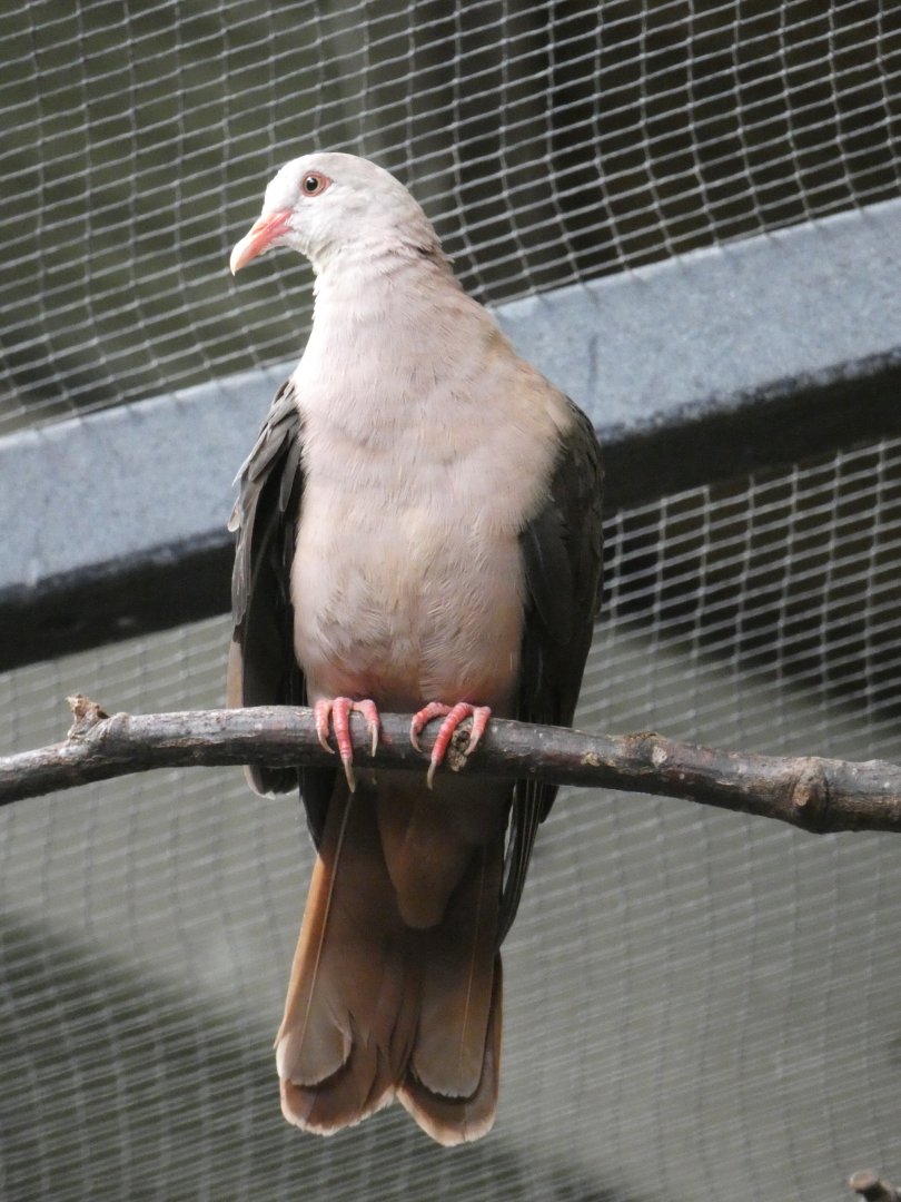 Pink Pigeon