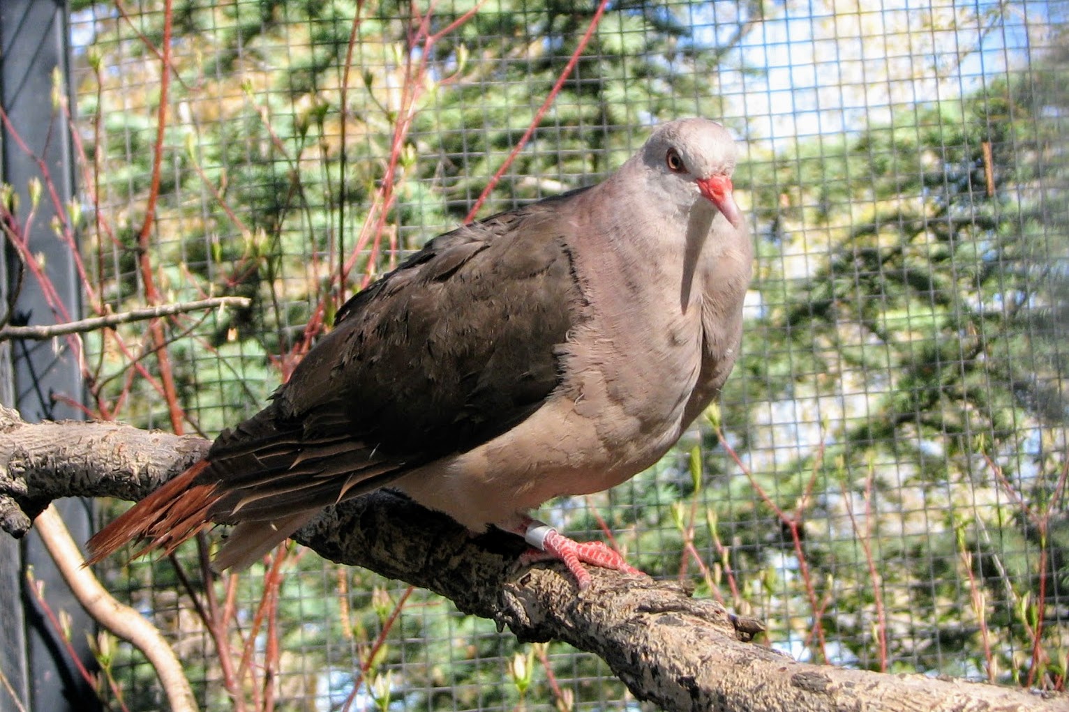 Pink Pigeon