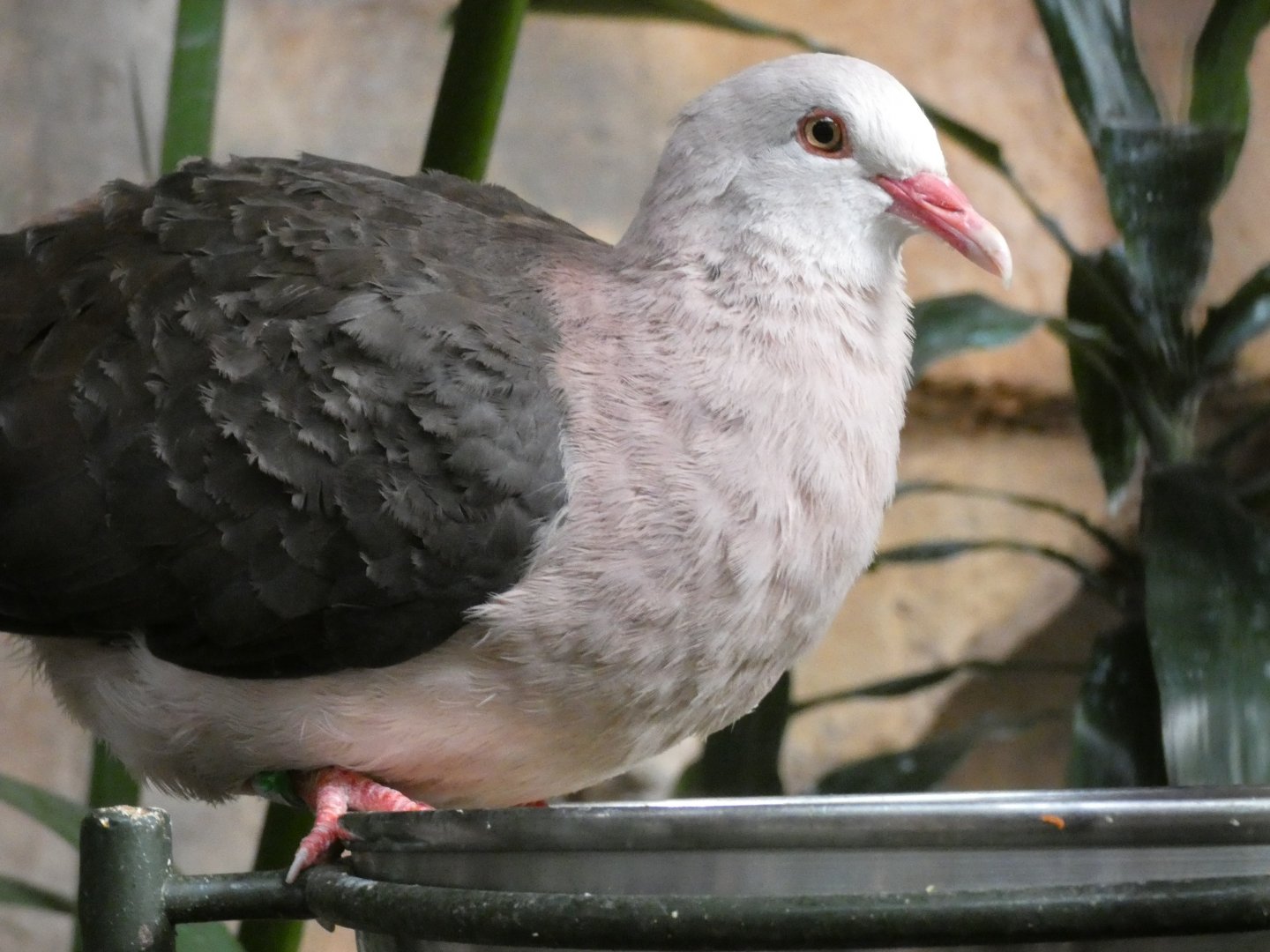 Pink Pigeon