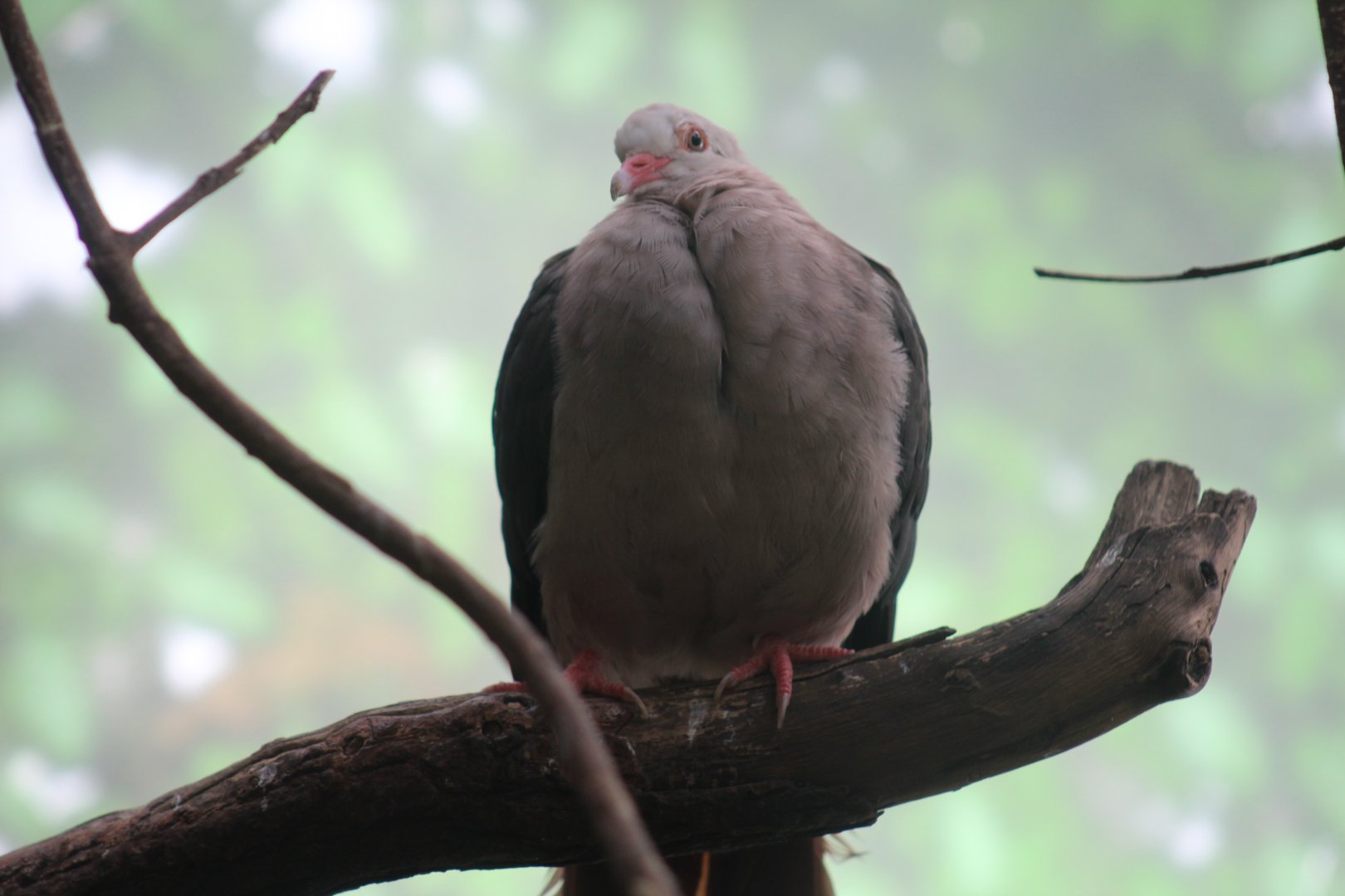 Pink Pigeon