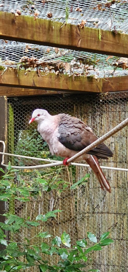 Pink pigeon
