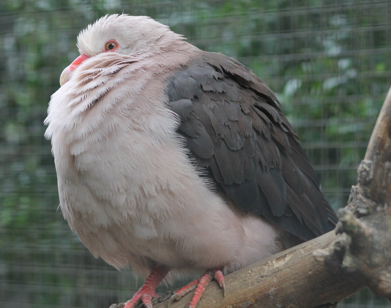 Pink pigeon