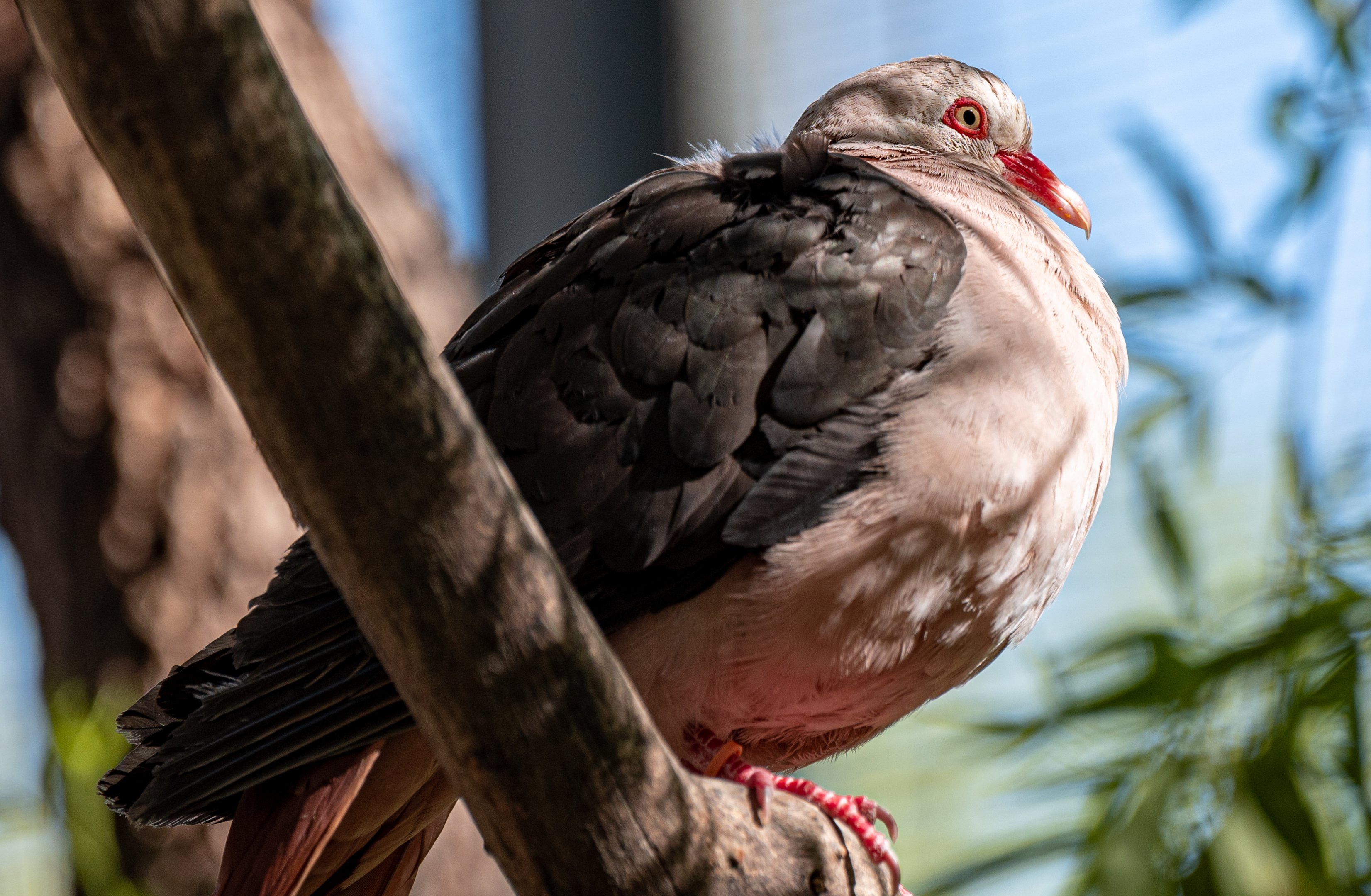 Pink Pigeon