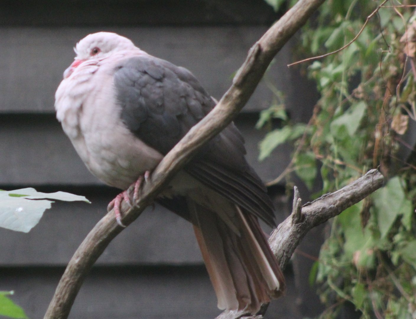 Pink pigeon
