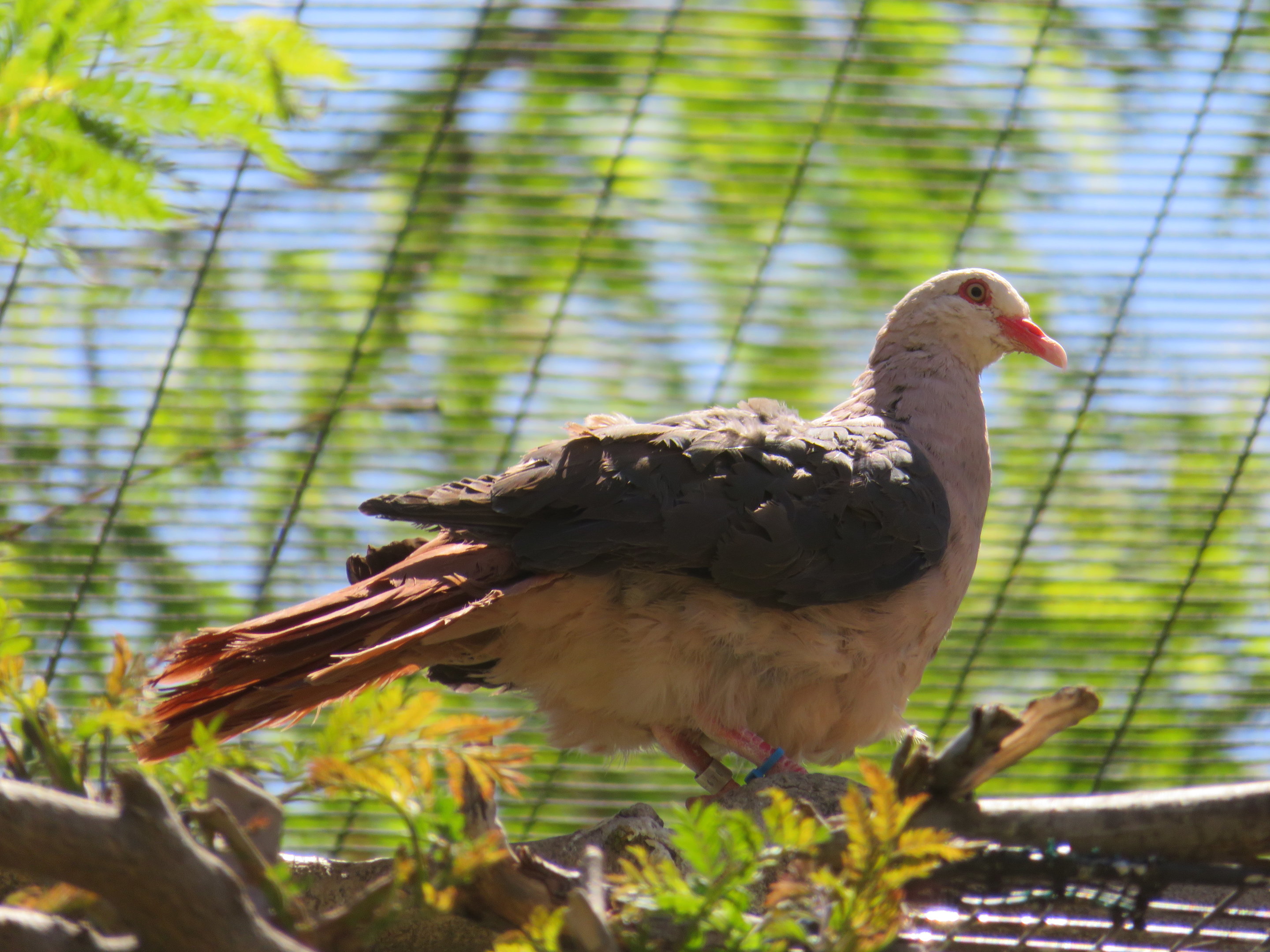 Pink Pigeon