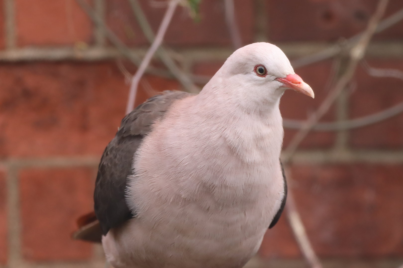 Pink Pigeon