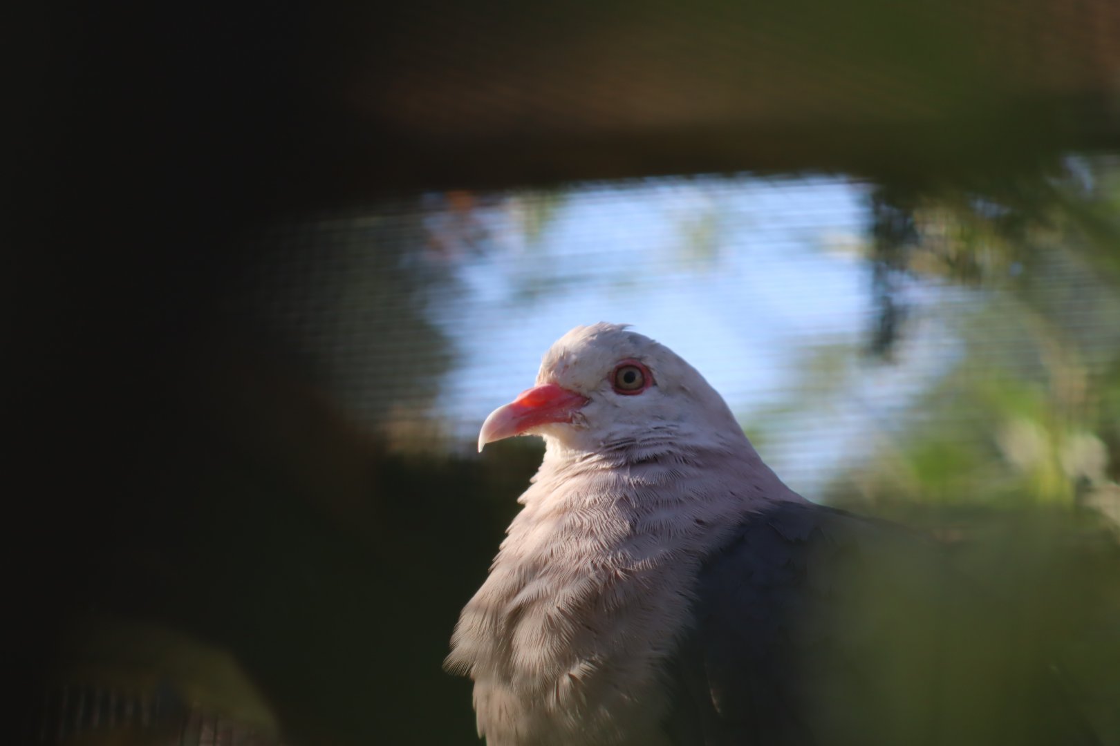 Pink Pigeon
