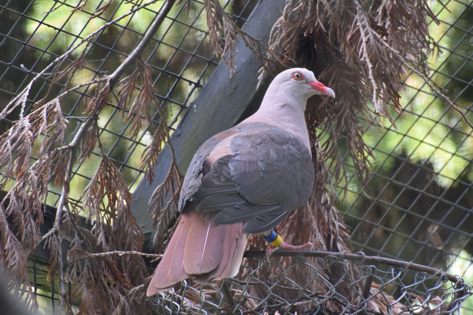 Pink pigeon