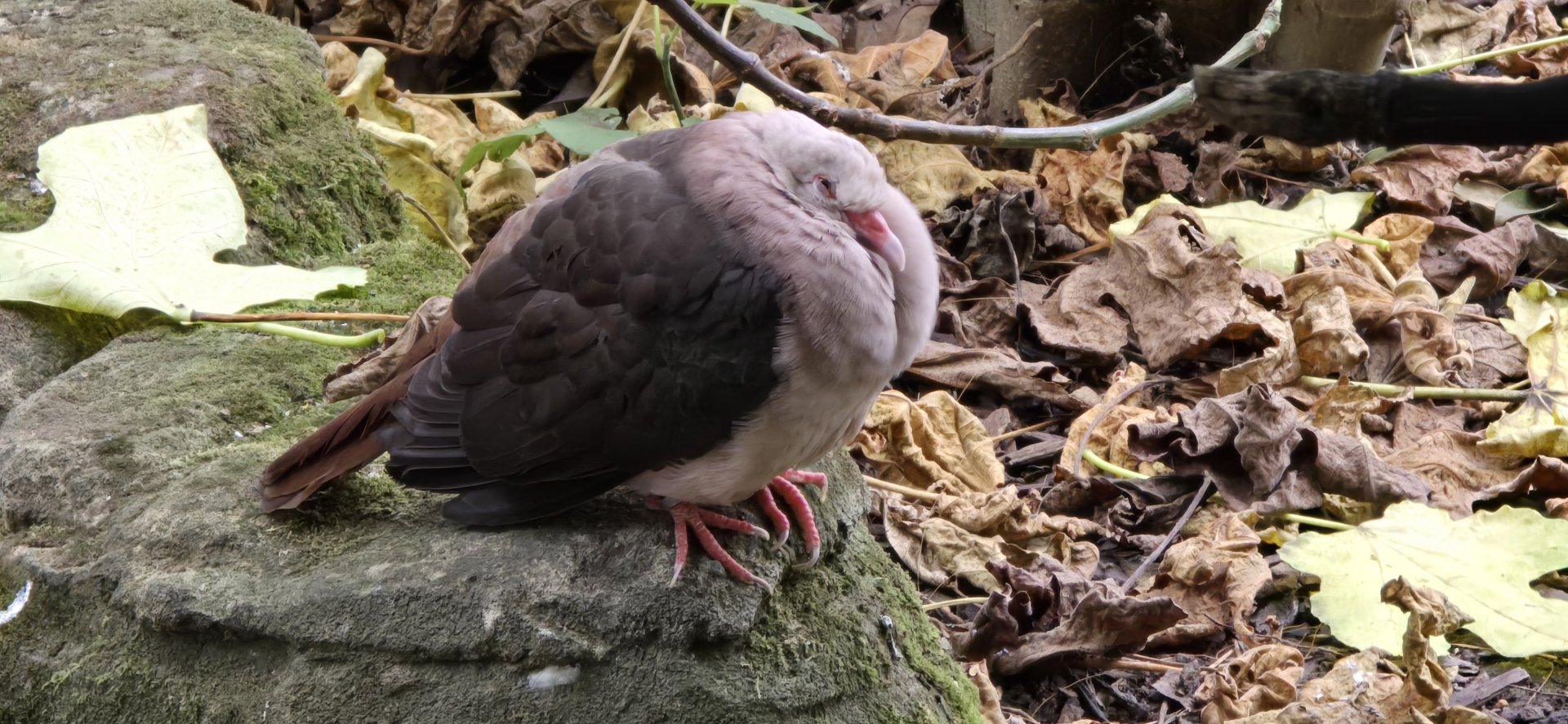 Pink pigeon