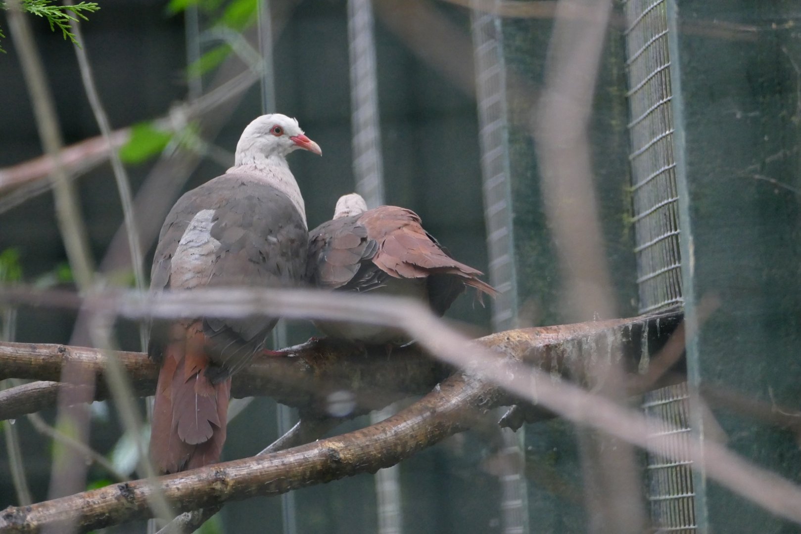 Pink pigeons, October 2018