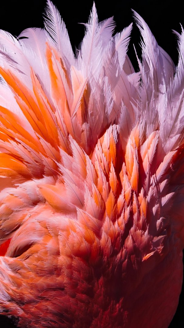 Pink Plumage