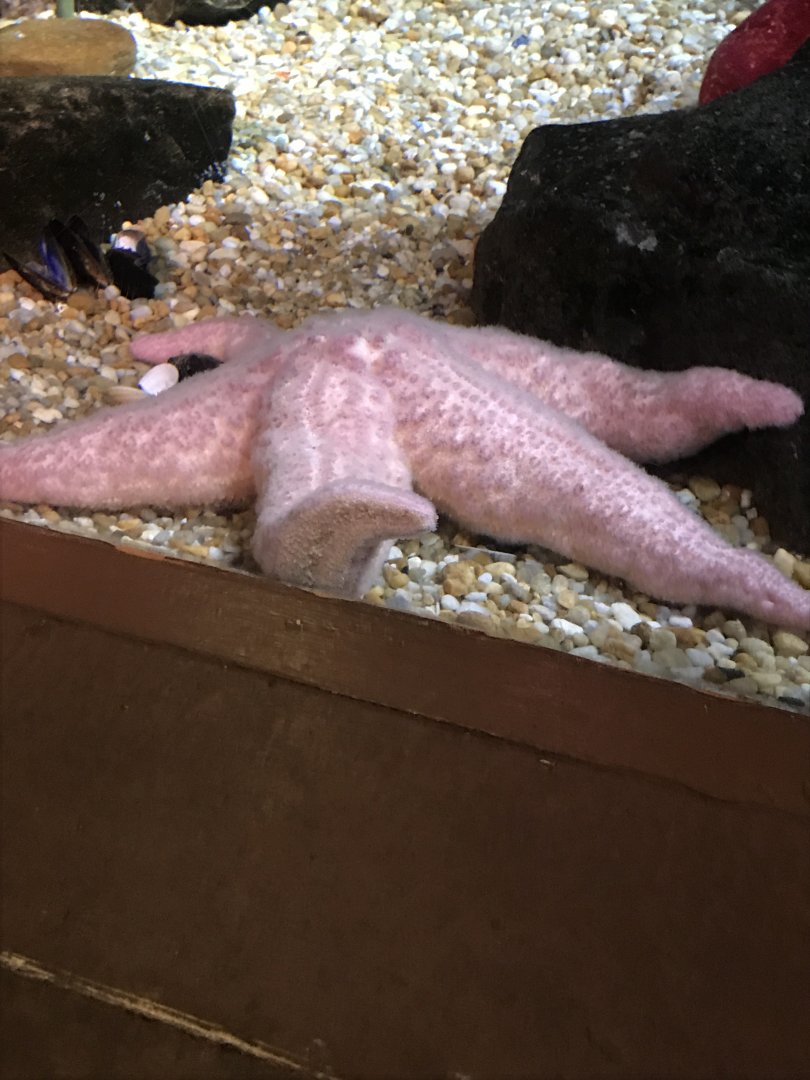 Pink sea star