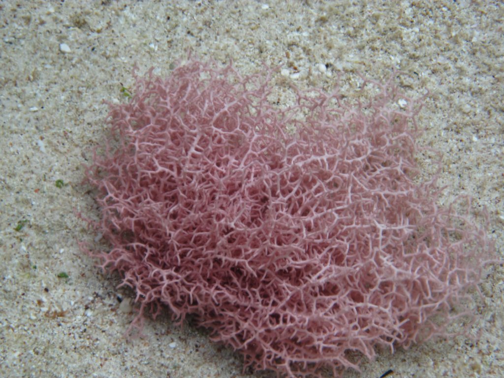 Pink seaweed?