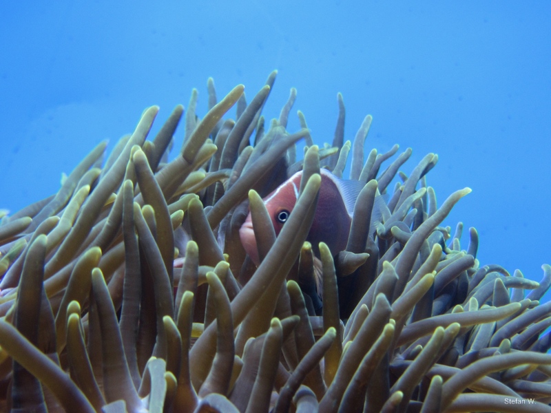 Pink skunk clownfish (Amphiprion perideraion)