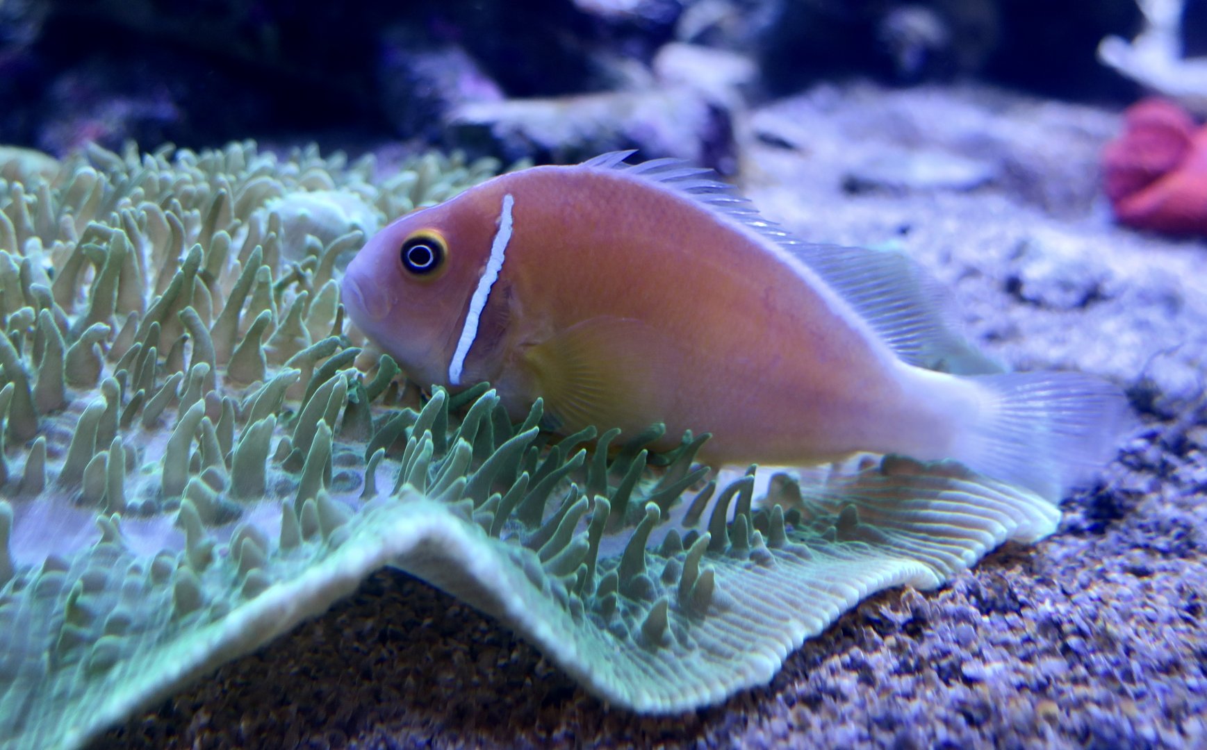 Pink Skunk Clownfish (Amphiprion perideraion)
