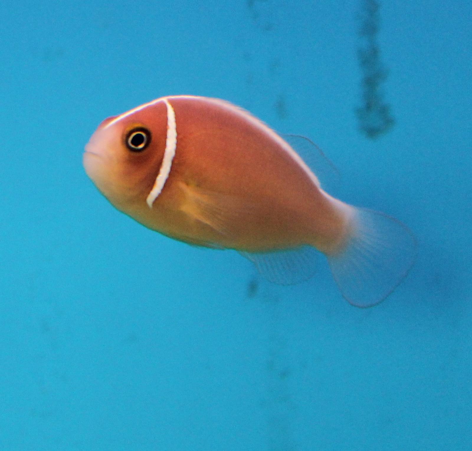Pink skunk clownfish