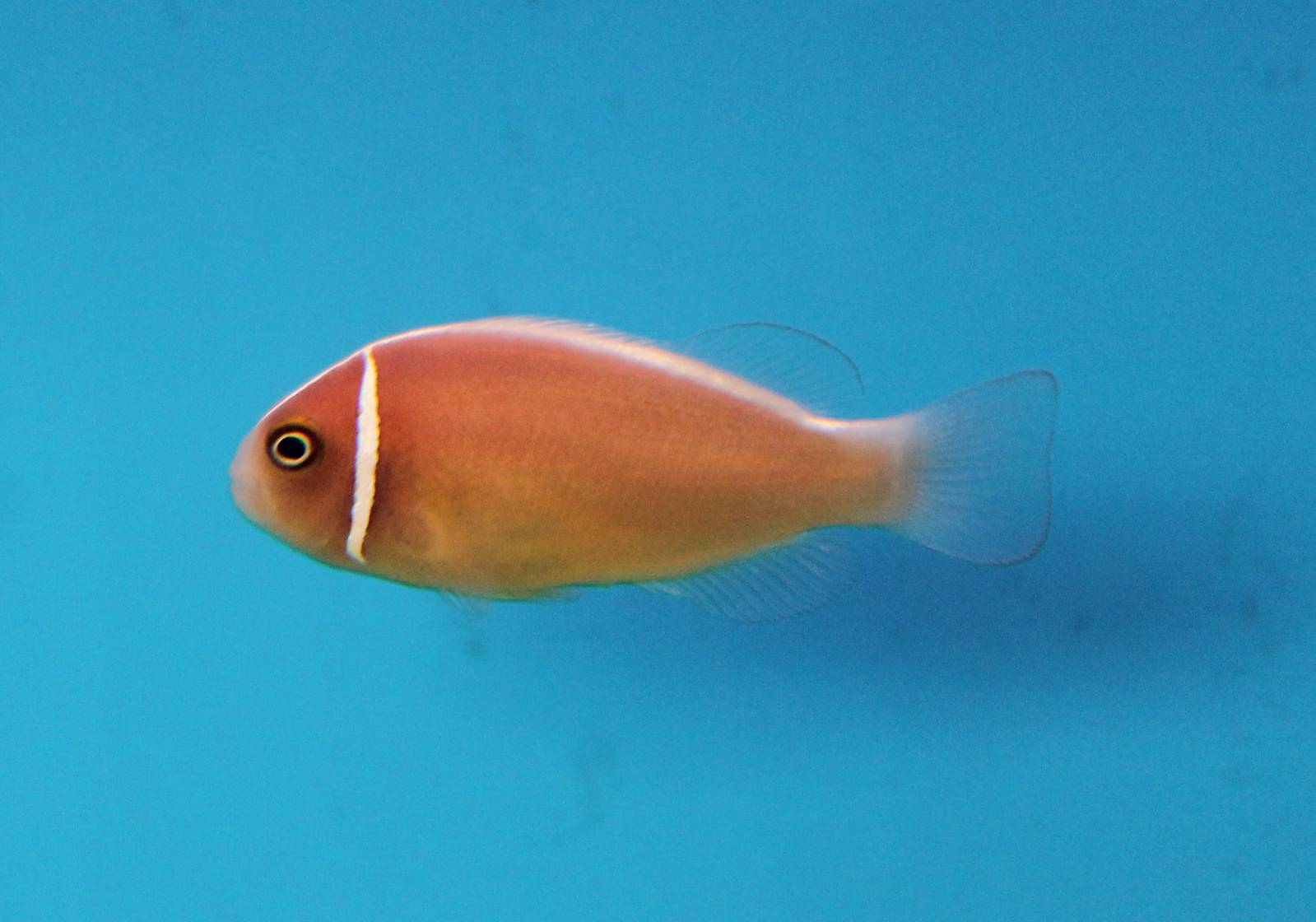 Pink skunk clownfish