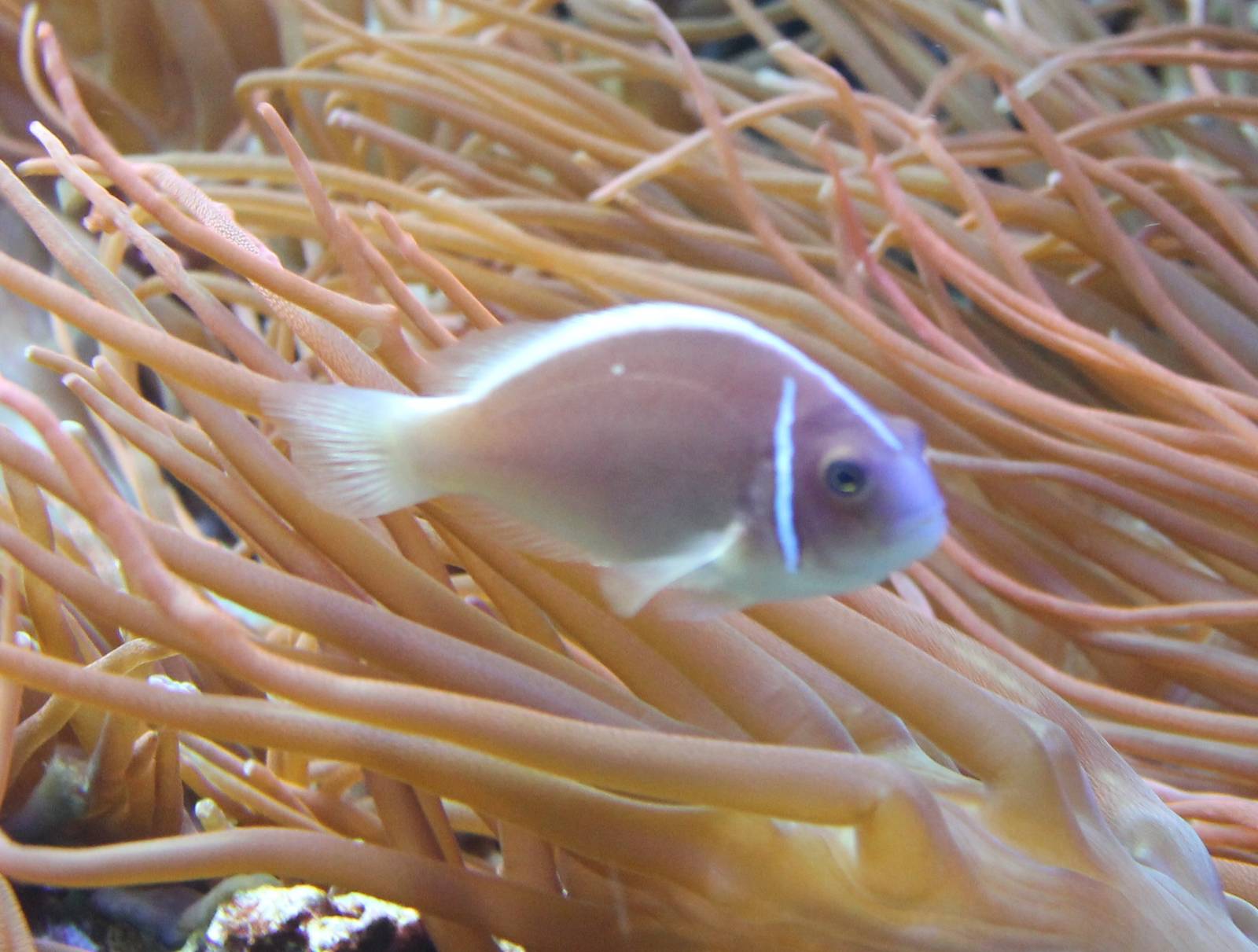 Pink skunk clownfish