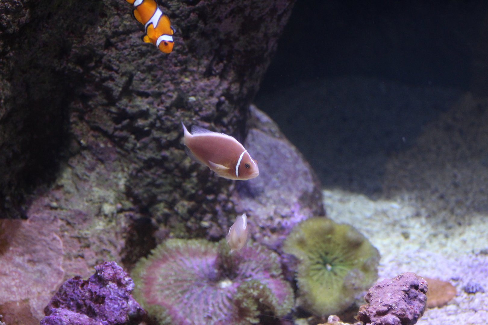 Pink Skunk Clownfish