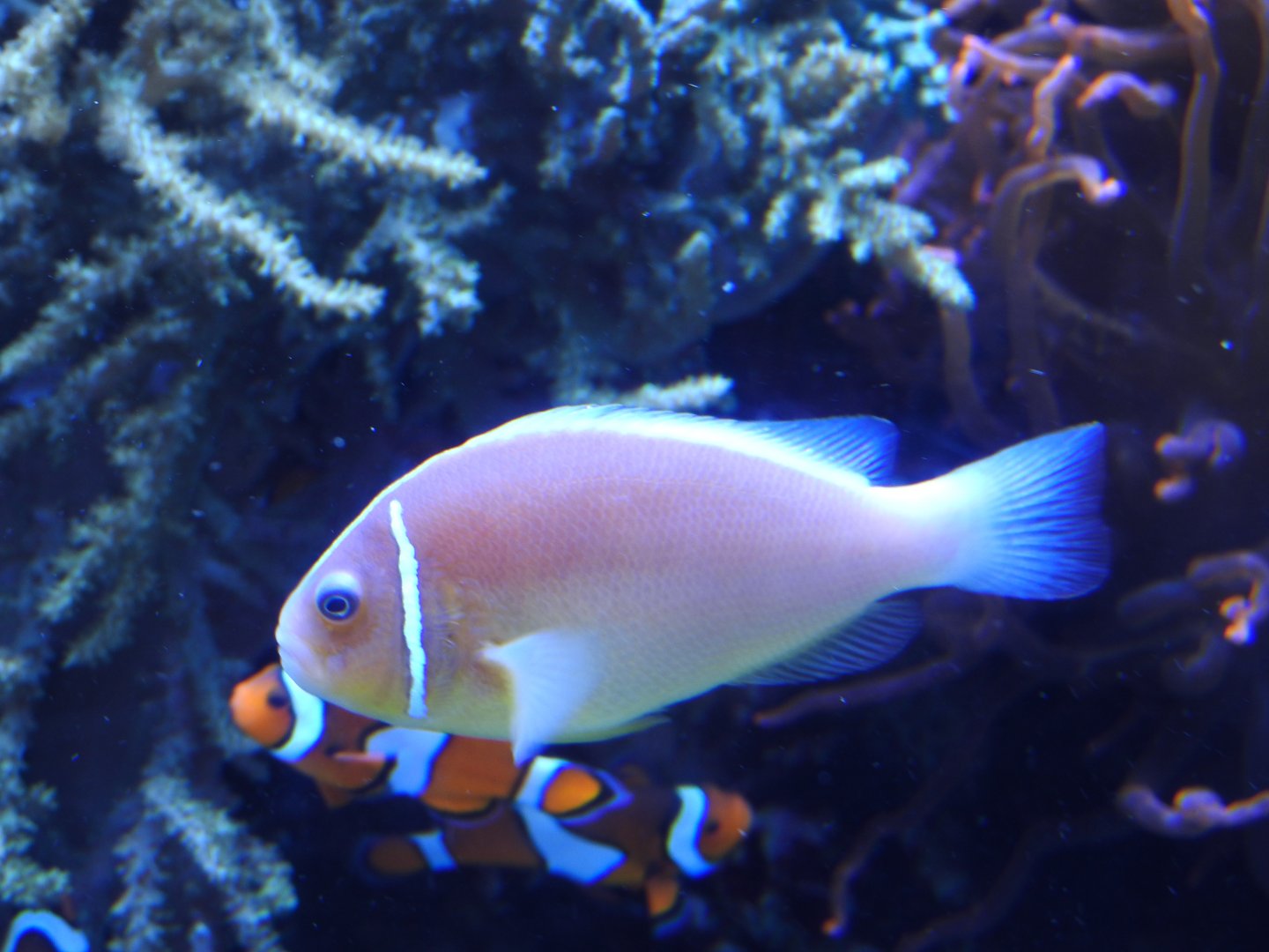 Pink Skunk Clownfish
