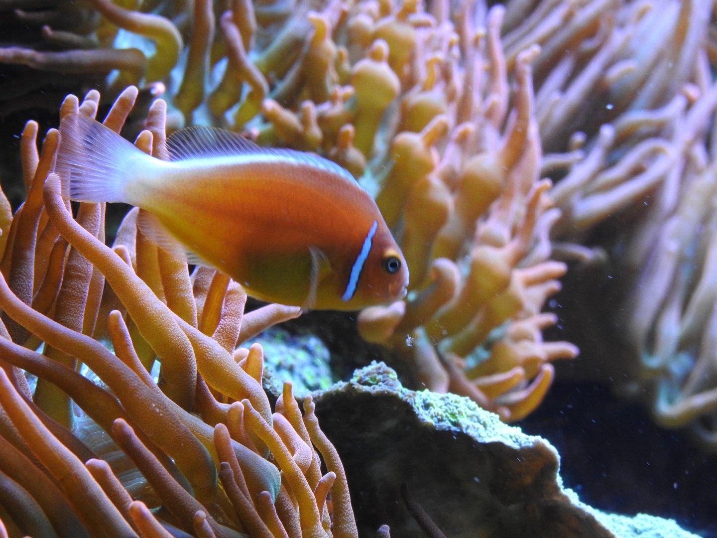 Pink Skunk Clownfish