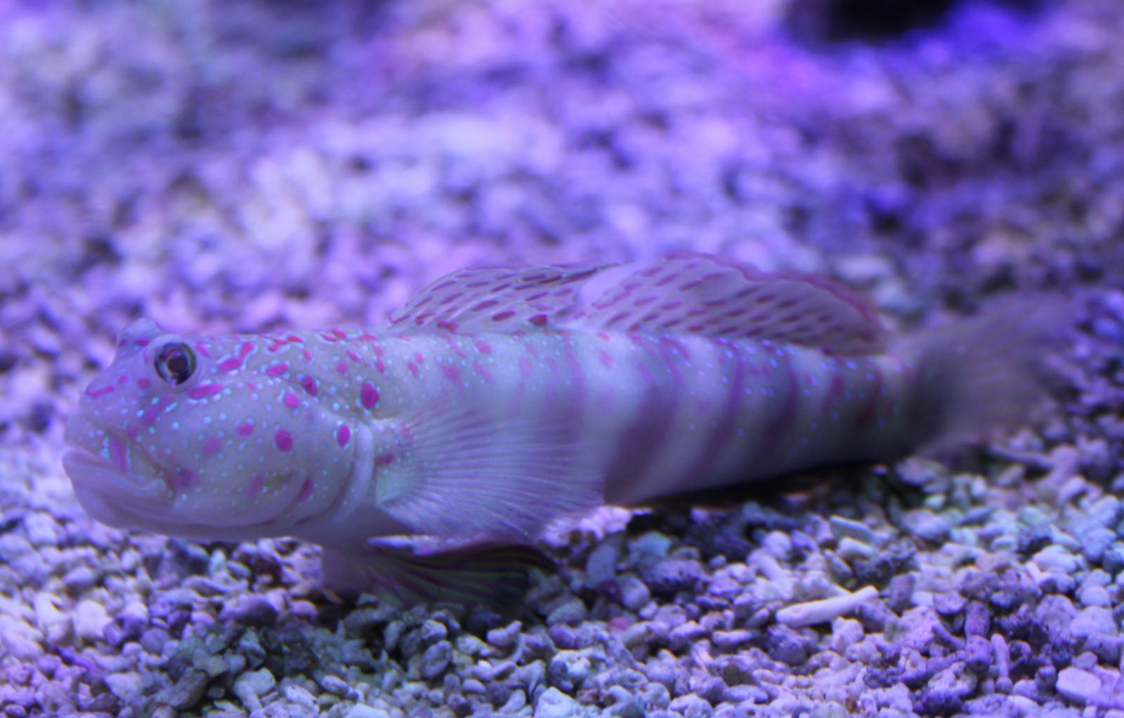 Pink-speckled shrimpgoby