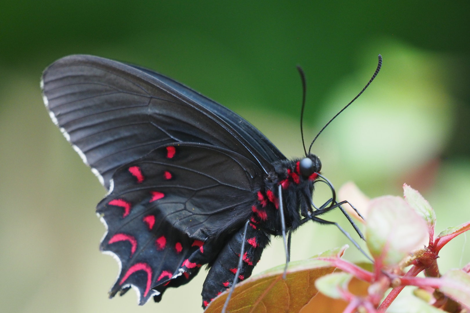 Pink-Spotted Cattleheart