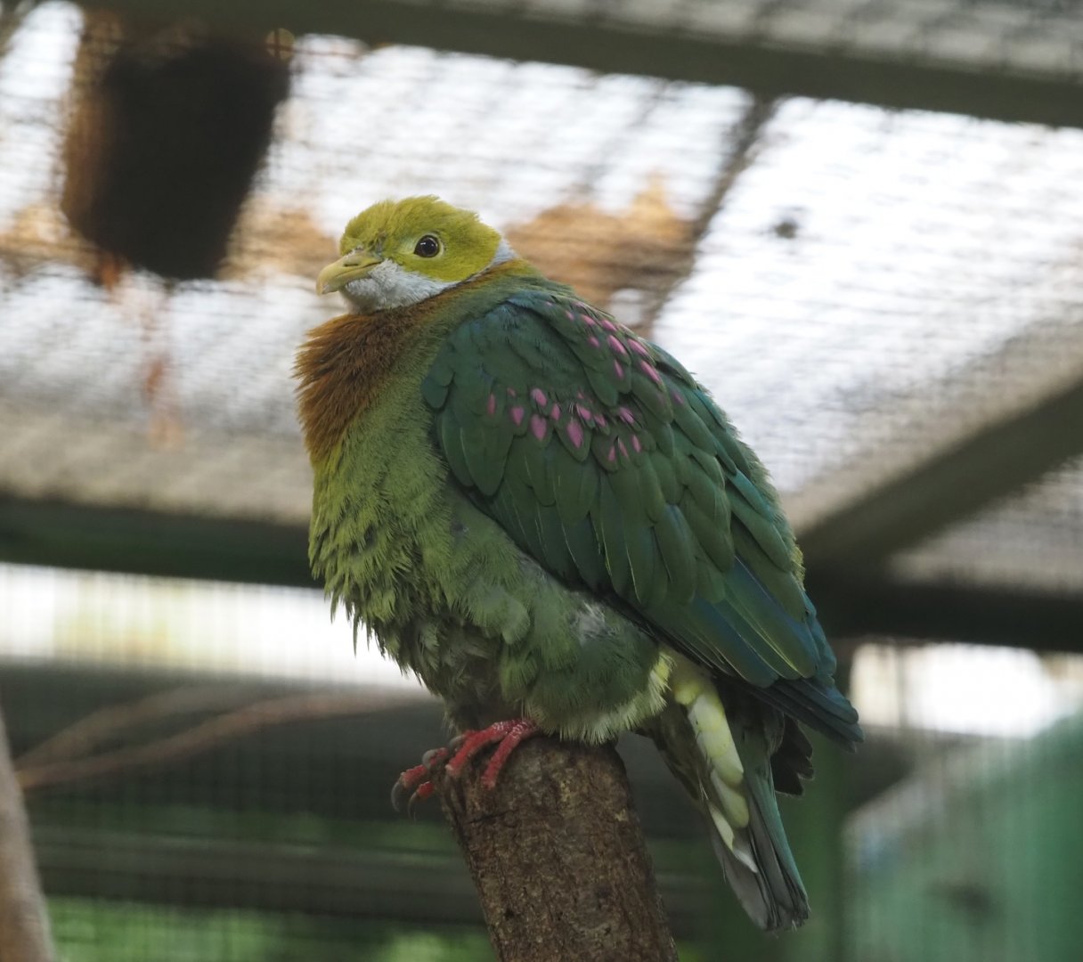 Pink-spotted fruit-dove (Ptilinopus perlatus), 2024-05-22