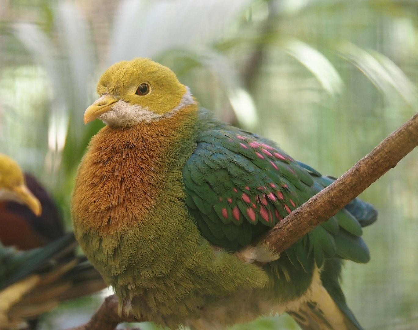 Pink-spotted fruit-dove (Ptilinopus perlatus), 2024-05-23
