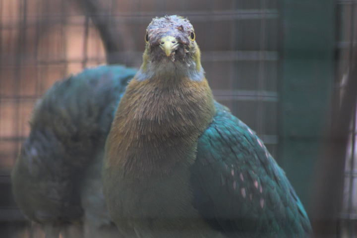 Pink-spotted fruit dove (Ptilinopus perlatus perlatus)