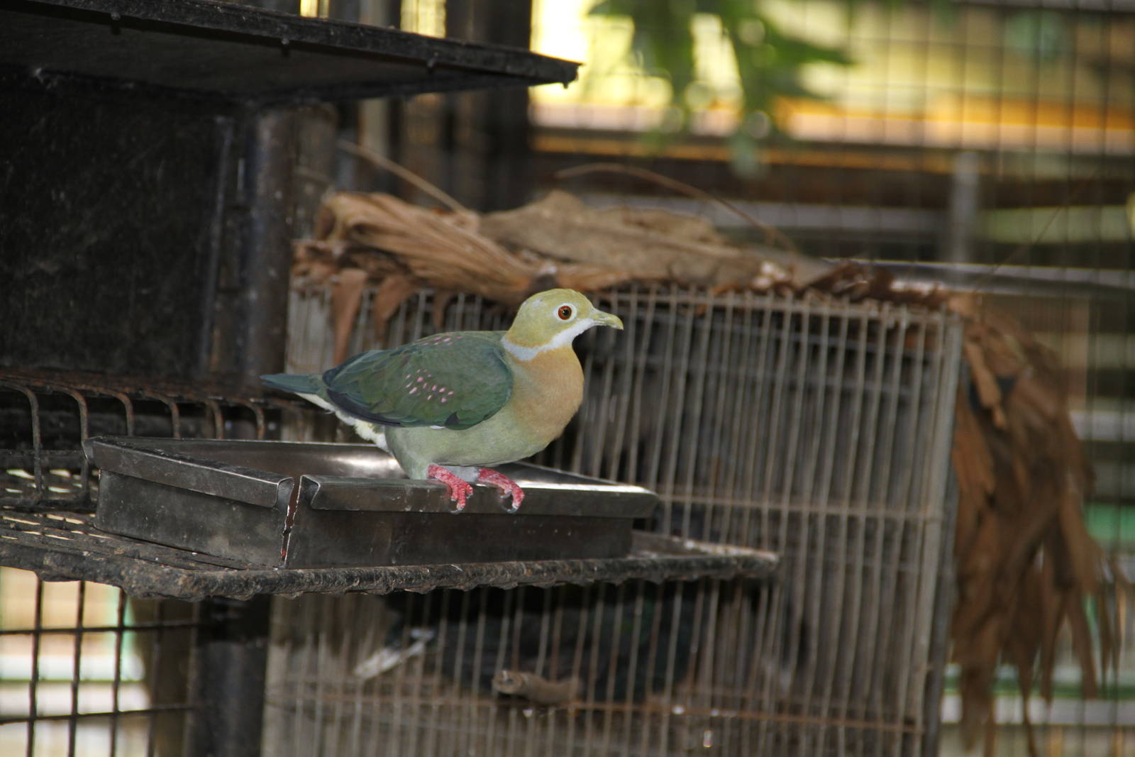 Pink-spotted Fruit Dove (Ptilinopus perlatus)