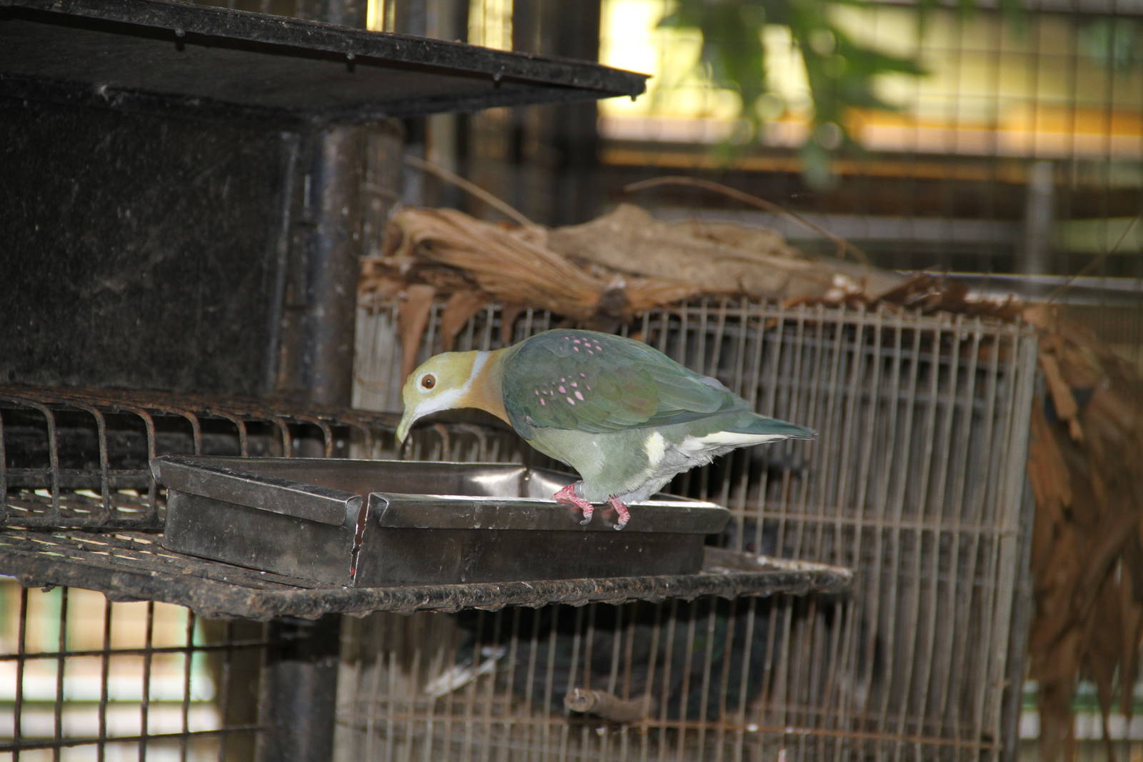 Pink-spotted Fruit Dove (Ptilinopus perlatus)