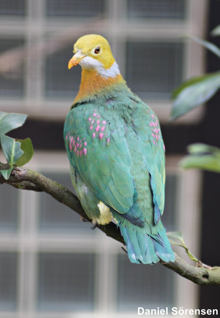 Pink-spotted fruit dove (Ptilinopus perlatus)