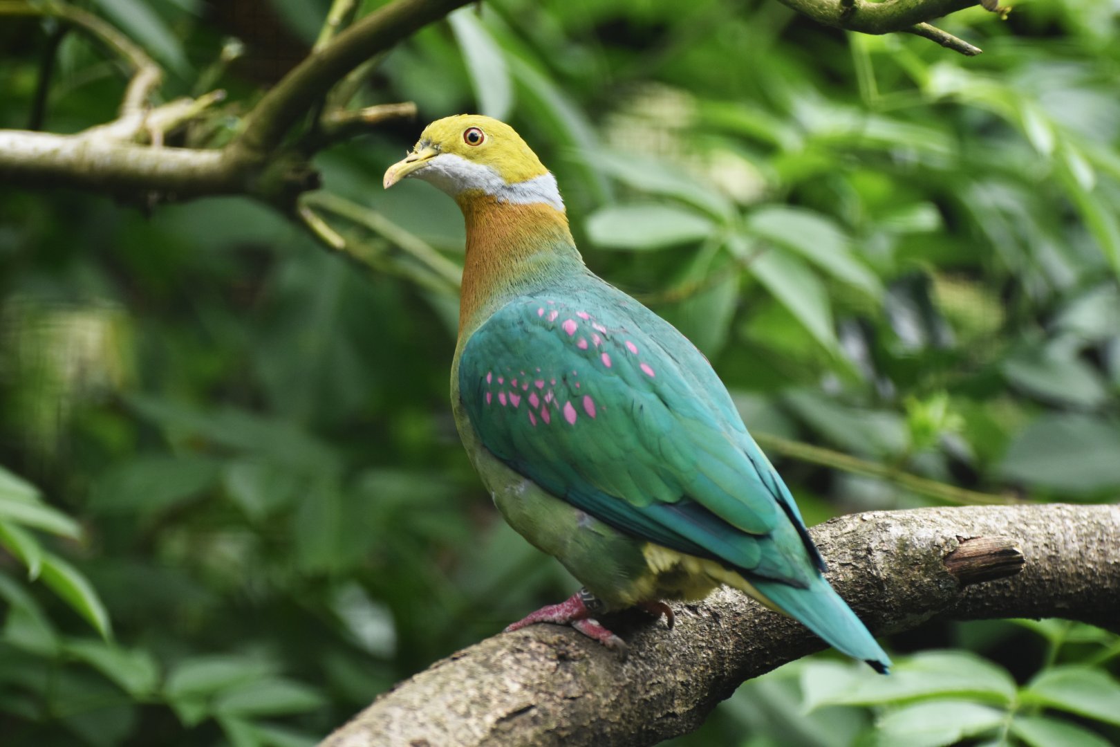 Pink-spotted Fruit-Dove Ptilinopus perlatus