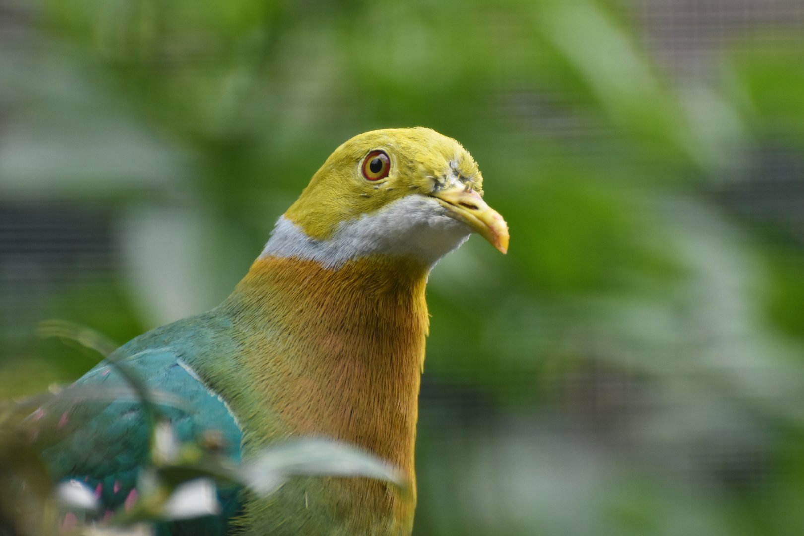 Pink-spotted Fruit-Dove Ptilinopus perlatus