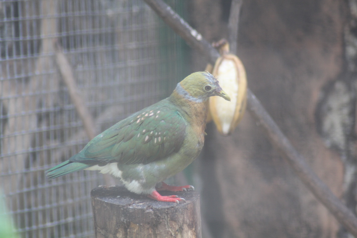 Pink-spotted fruit dove (Ptilinopus perlatus)