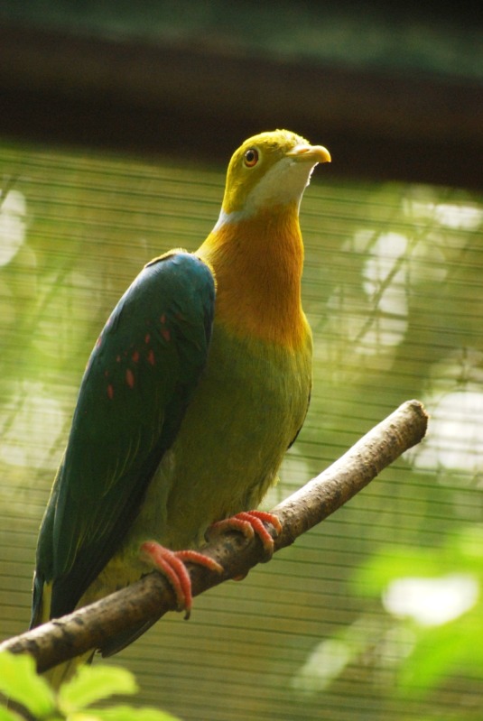 Pink-spotted fruit-dove