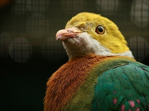 Pink-spotted Fruit-dove