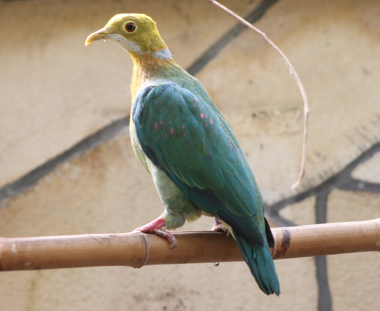 Pink-spotted fruit-dove
