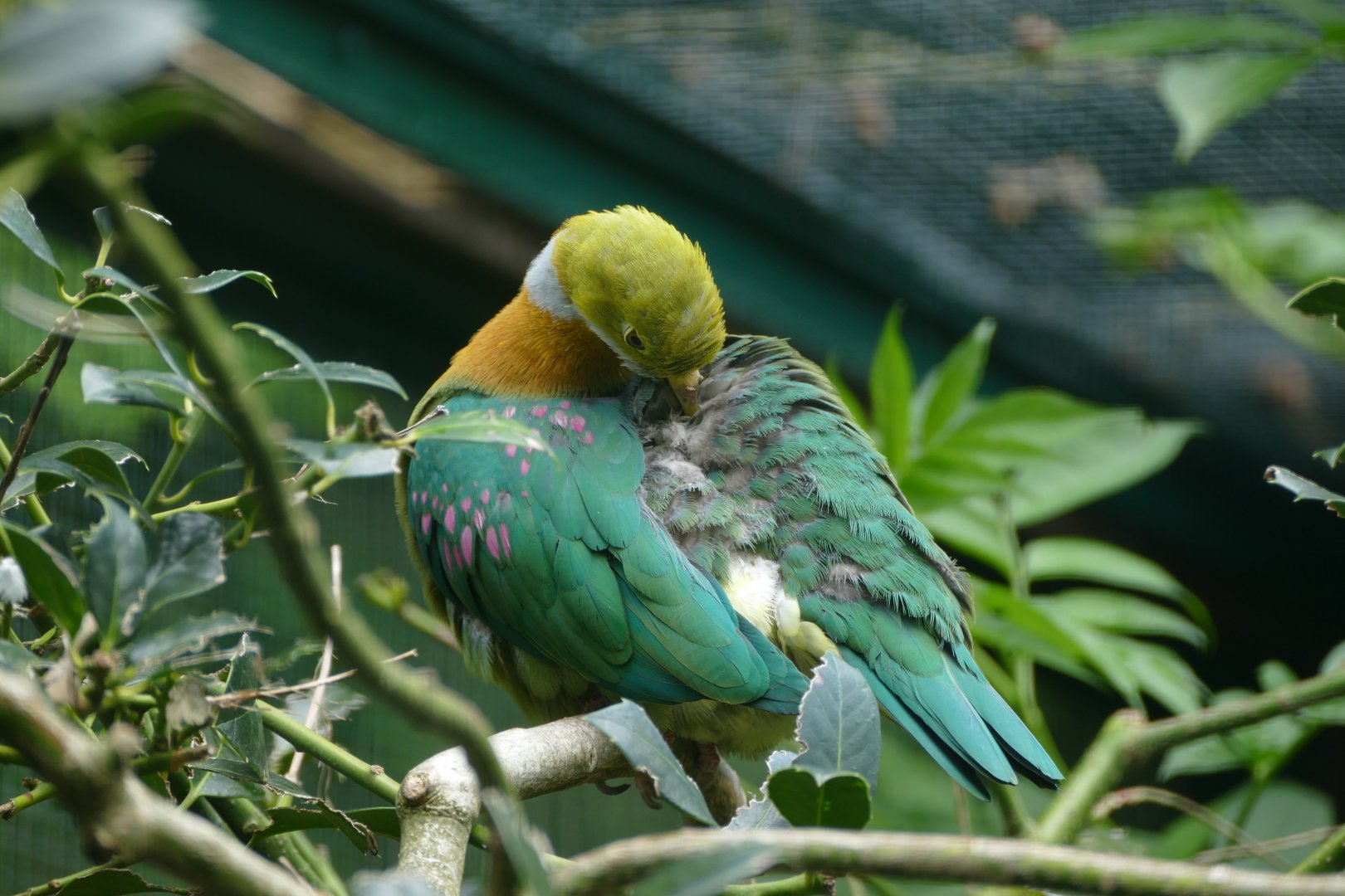 Pink-spotted fruit-dove