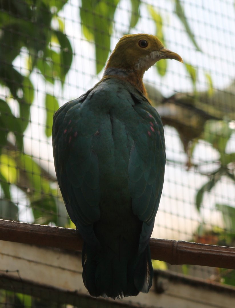 Pink-spotted fruit-dove