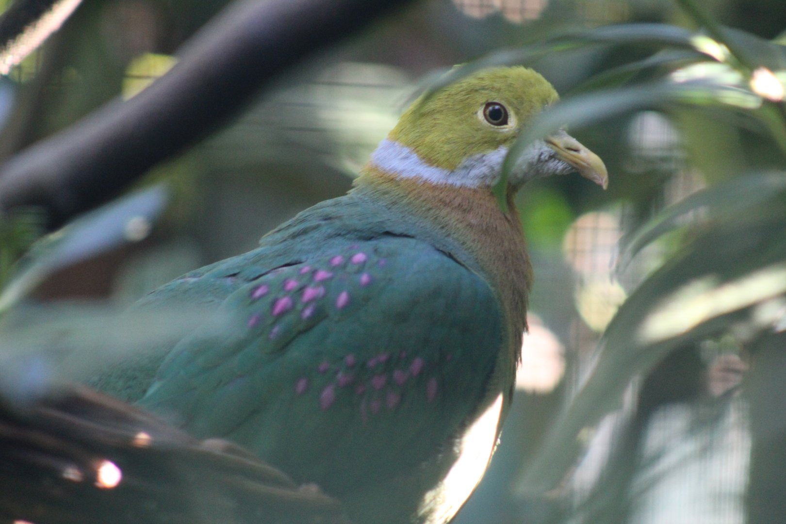 Pink-Spotted Fruit-Dove