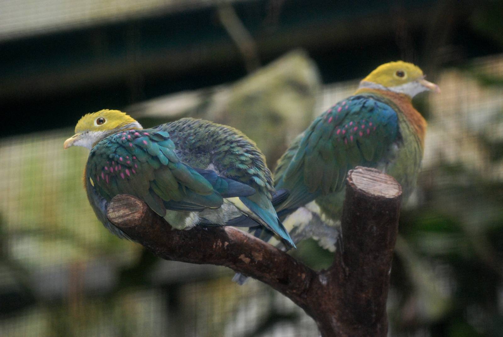 Pink-spotted Fruit Doves at Walsrode, 22/03/13