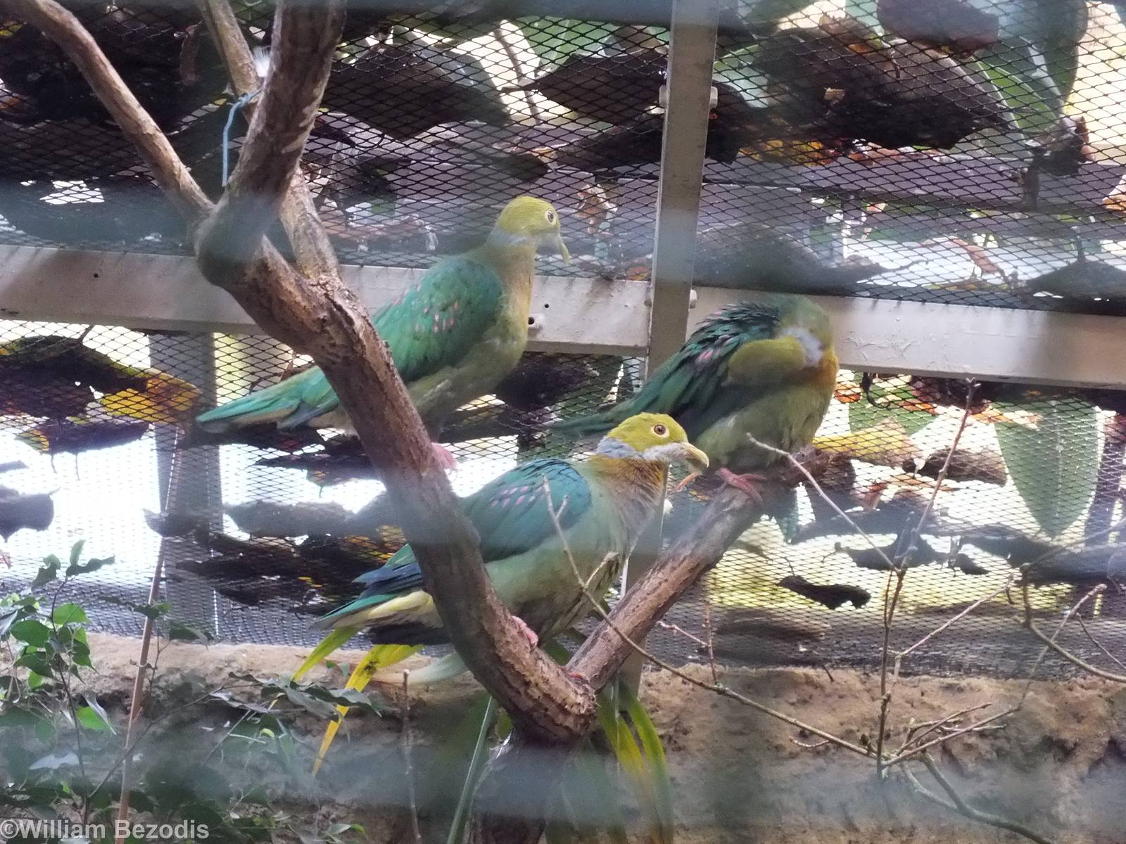 Pink-spotted Fruit-doves
