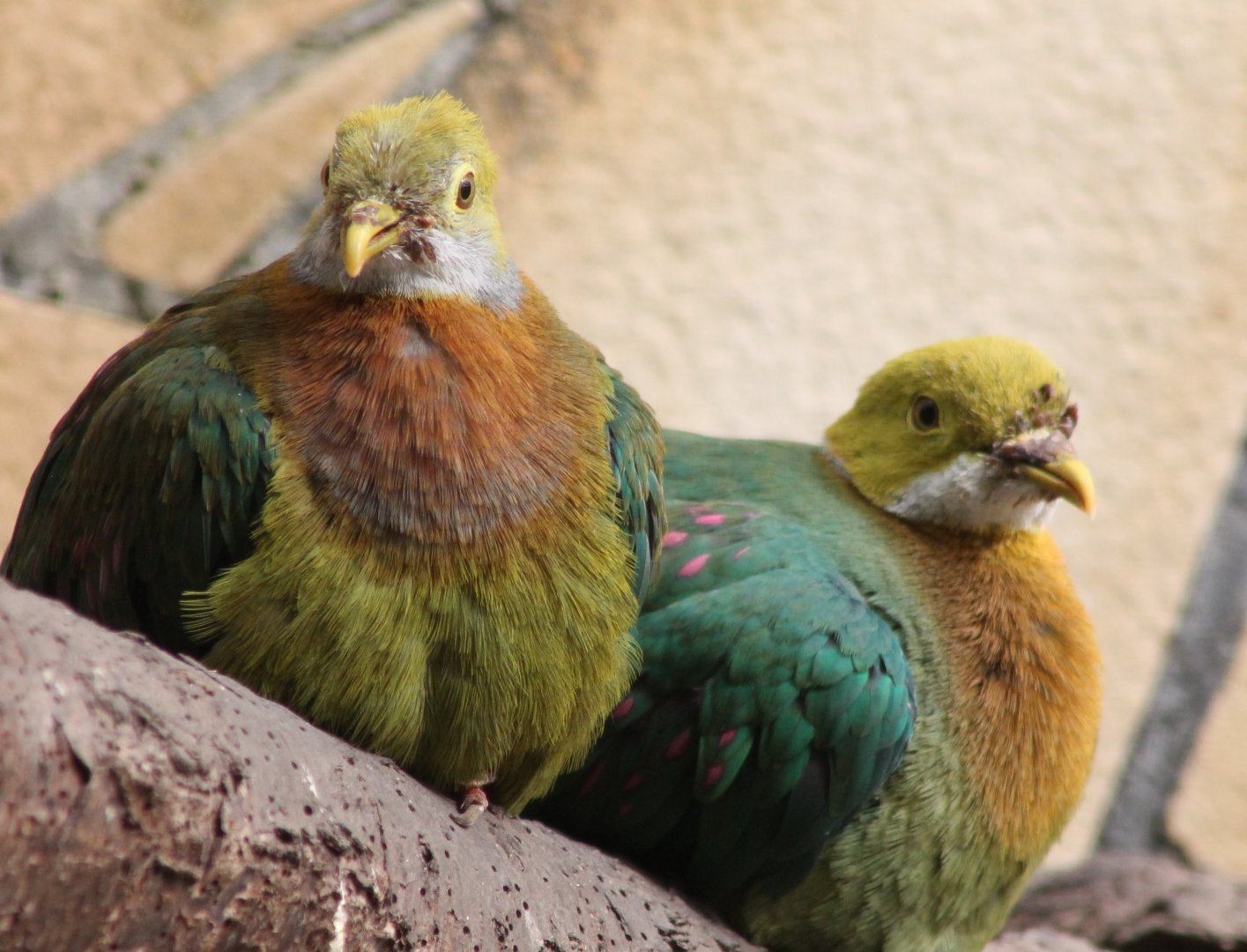Pink-spotted fruit-doves