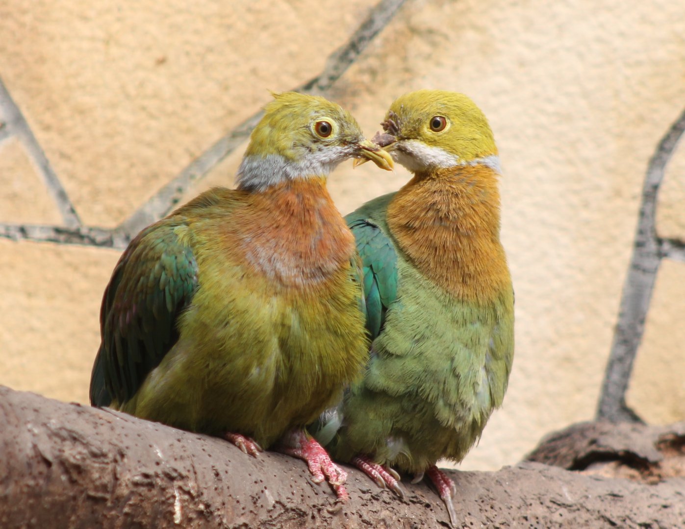 Pink-spotted fruit-doves