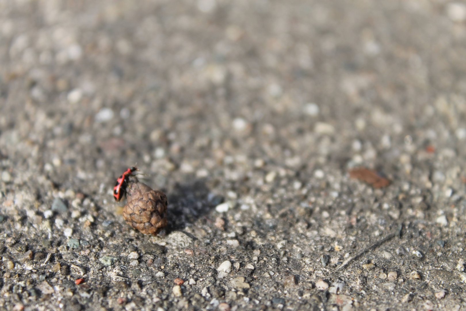 Pink Spotted Lady Beetle on an acorn