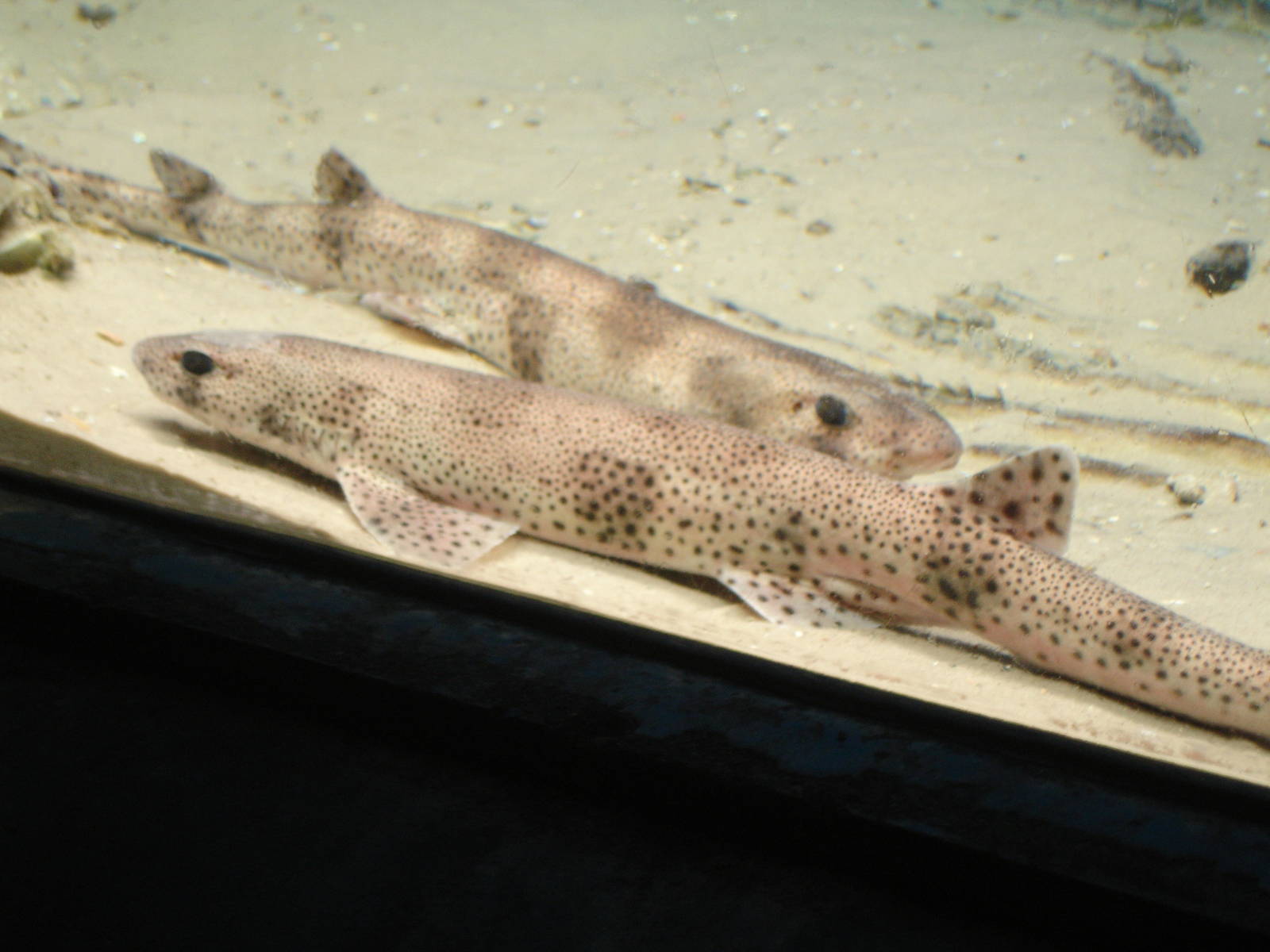 pink spotted sharks